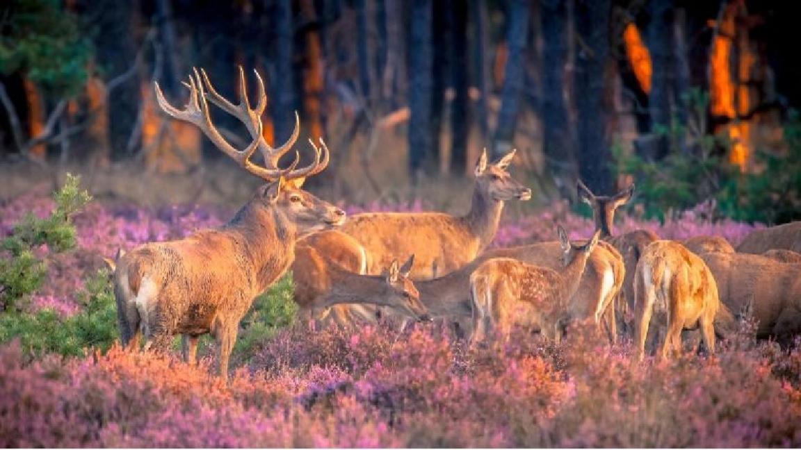 Sfeervol Chalet Op De Veluwe พุทเทิน ภายนอก รูปภาพ